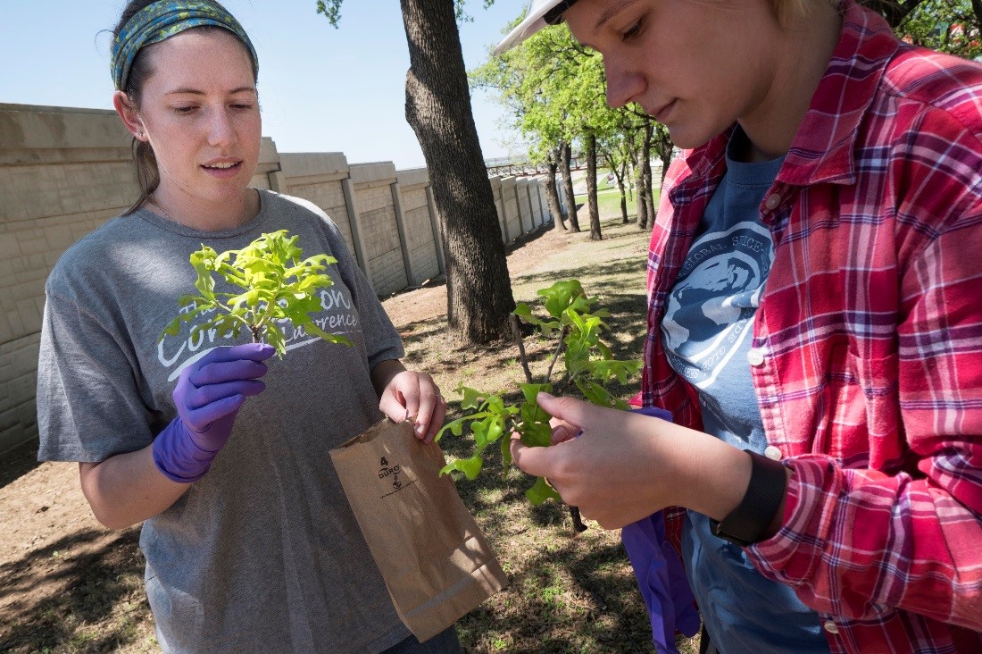 University of North Texas students Cassidy Winter (left) and Jenna Rindy gather post oak leaves that they will analyze for black carbon and other pollutants, to determine the tree's effectiveness as an 